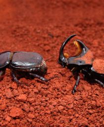 Diloboderus abderus, daños y biología