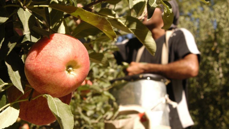 Alertan sobre costos de producción de peras y manzanas