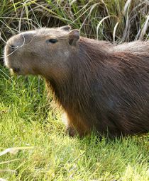 La cría del carpincho