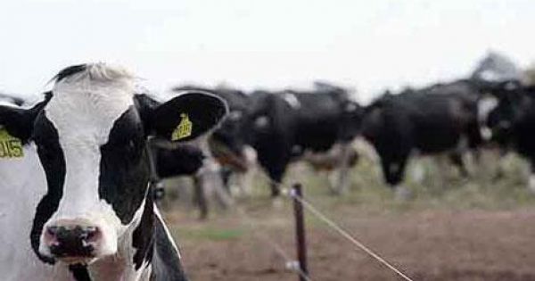 El gobierno espera que la lechería haga su propio ajuste - AgriTotal