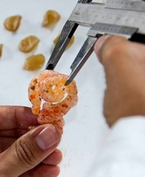 El INTI prueba snacks de cuero de cerdo para sumar a la picada