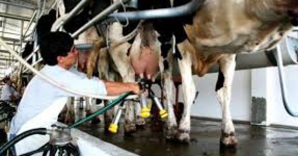 Con agosto llegaron buenas noticias para la lechería - AgriTotal