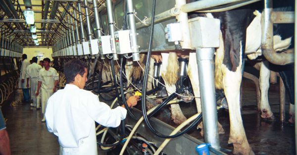 En el mundo la lechería se concentra y la Argentina no está exenta - AgriTotal