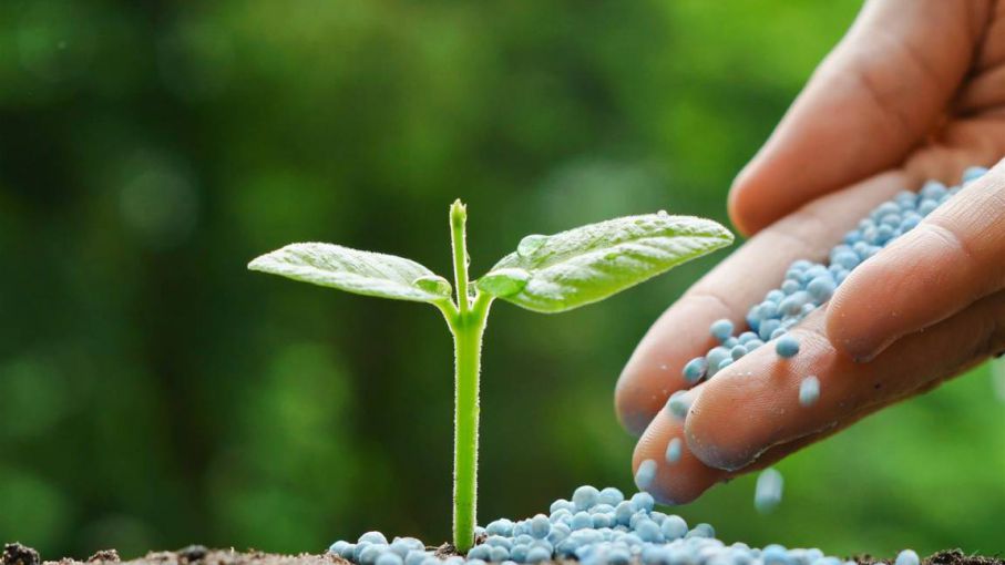 Resultado de imagen para Sin fertilizantes