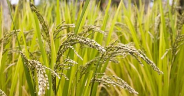 La siembra del arroz en Entre Ríos alcanzó al 50 % - AgriTotal