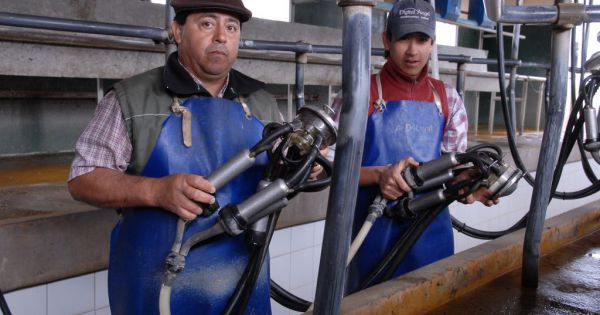 La visión del USDA sobre la lechería argentina - AgriTotal