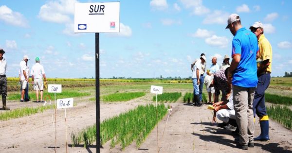 INTA desarrolla nueva genética para control de malezas en arroz - AgriTotal