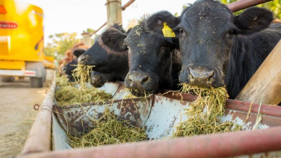 Ganadería: la recuperación de precios llegaría recién a comienzos de 2019