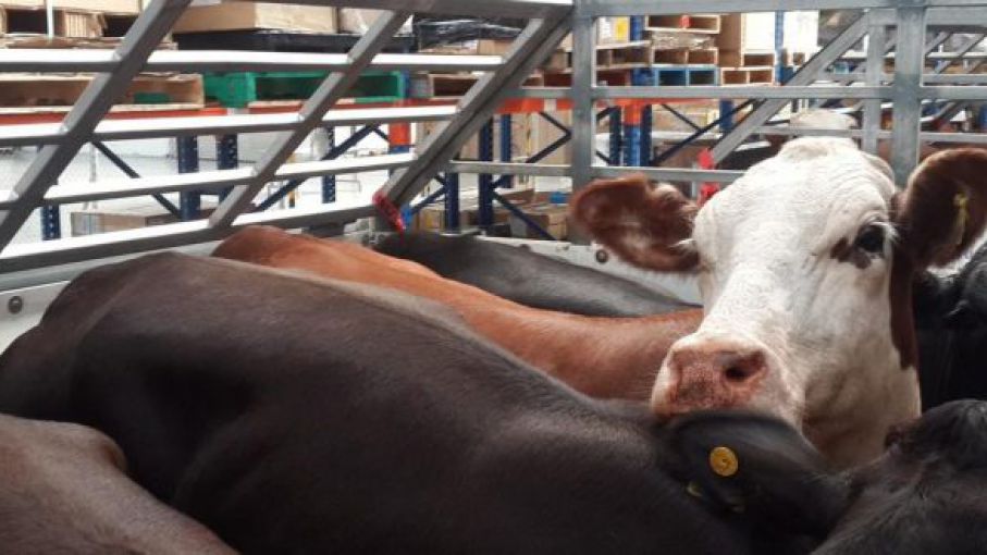 Exportar ganado en pie: el punto sensible de la Mesa de Ganados y Carnes