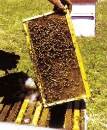 Auditando las Buenas Prácticas