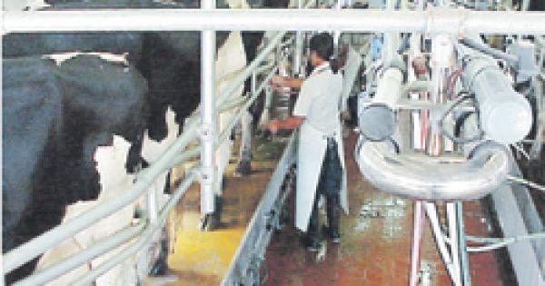 Se creó SIGLeA, el Sistema Integrado de Gestión de la Lechería ... - AgriTotal