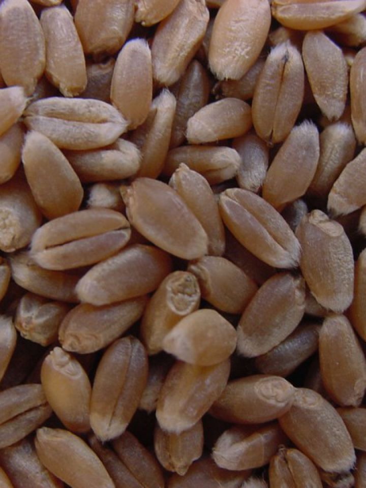 Uso De Curasemillas En El Cultivo De Trigo Y Cebada Agritotal Uso De Curasemillas En El Cultivo De Trigo Y Cebada Agritotal