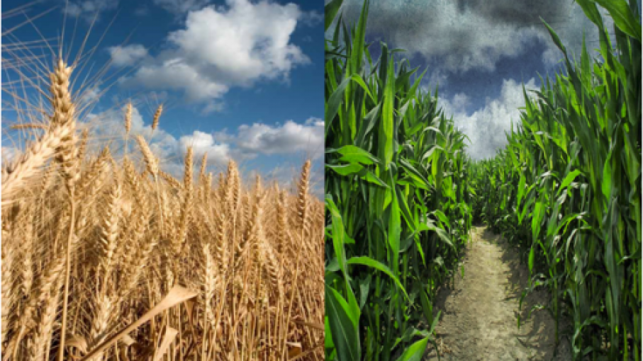 Repunte para el trigo y el maíz - Agritotal