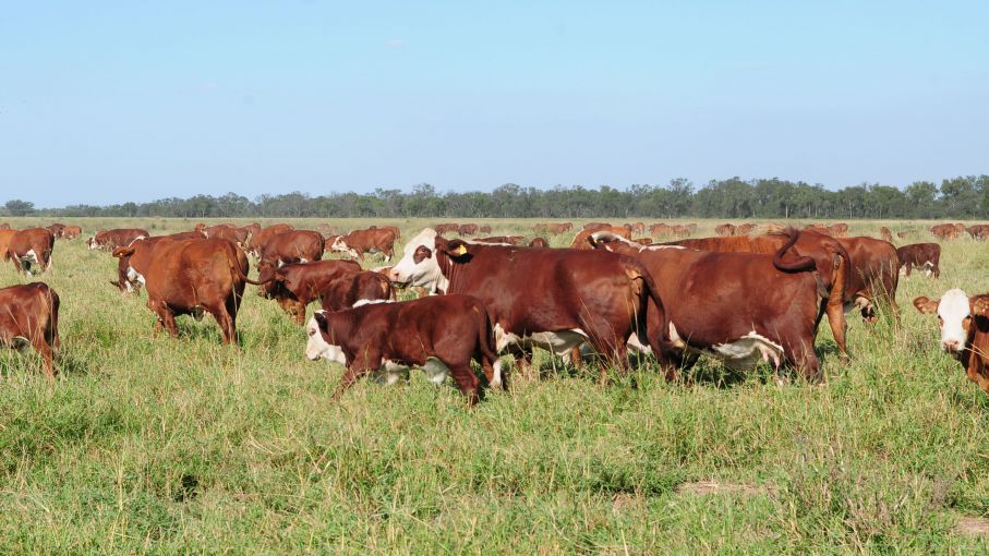 Desarrollan un chip para seguir la huella de las vacas Agritotal