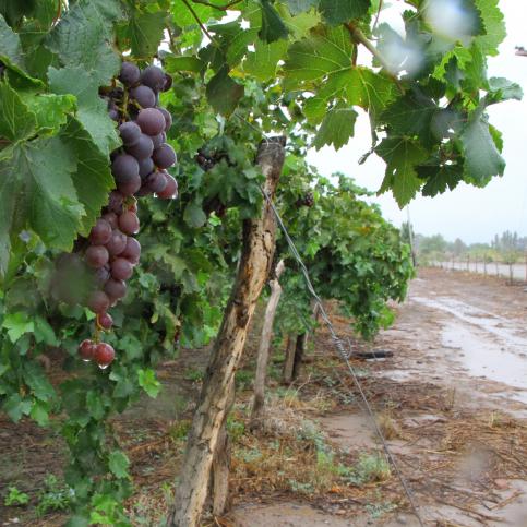 Turbulencia Para buscar refugio Efectivamente La cosecha de uva será hasta un 13 % menor a la de 2018 - Agritotal