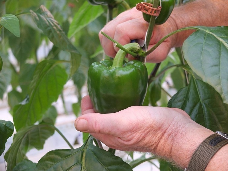 Estadístico árbitro educar Cómo cultivar pimientos en macetas - Agritotal