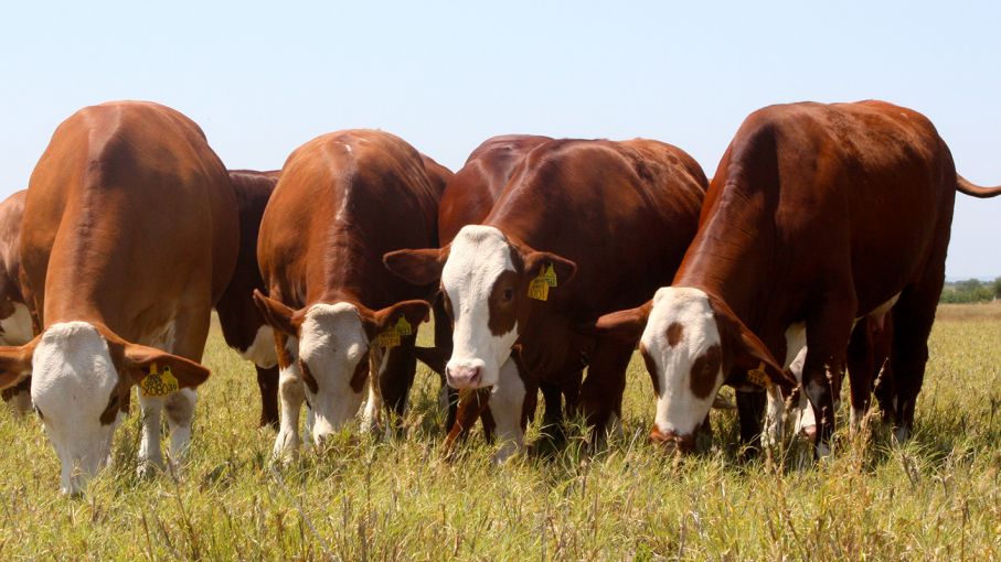 El negocio exportador de carne avanzó y reafirmó la falta de hacienda