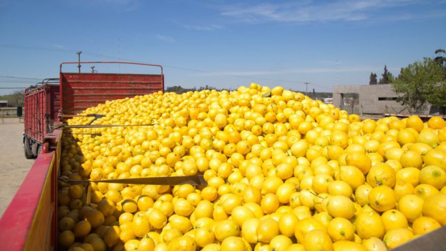 Acuerdan un plan de trabajo operativo para la exportación de limones del NOA a EE.UU Agritotal