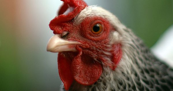 El pollo campero - Agritotal