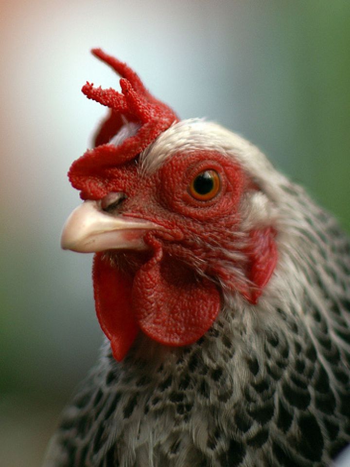 El pollo campero - Agritotal