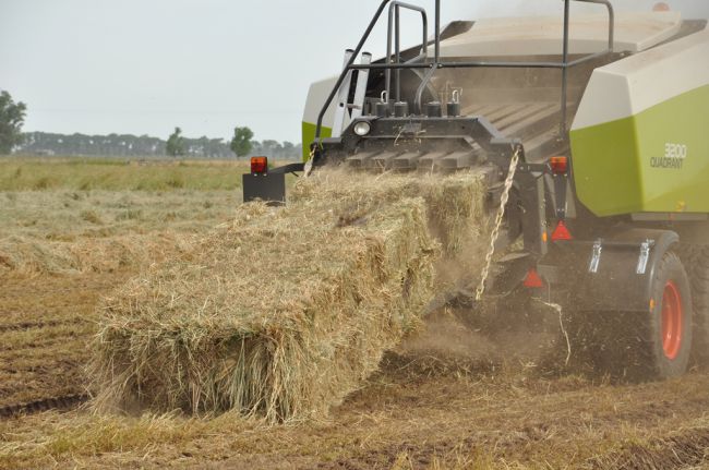 Megaenfardadora Prismática