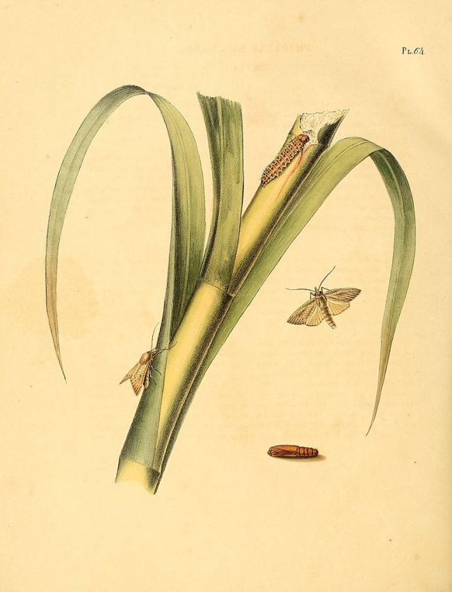 Diatraea saccharalis