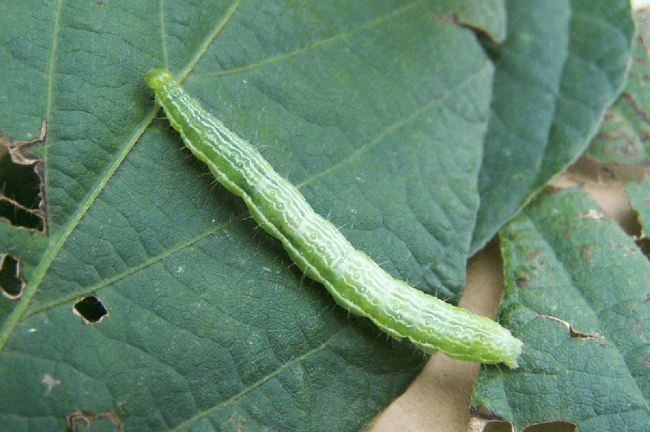 Rachiplusia nu