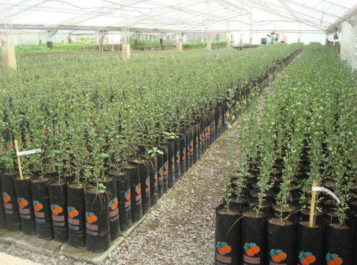 El Senasa actualiza las reglas fitosanitarias y endurece los controles sobre viveros y plantas en todo el pa&iacute;s