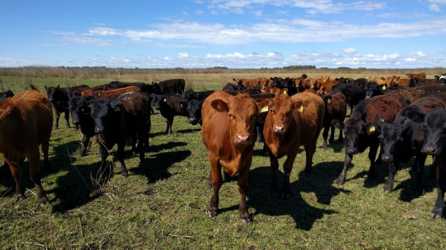 La pujante producción de Laprida