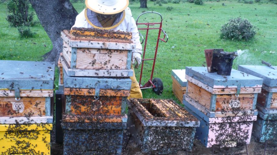 La Mesa Apícola analizó aspectos para fortalecer la producción y exportación de miel