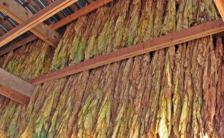 Misiones logra acopio récord de tabaco Burley