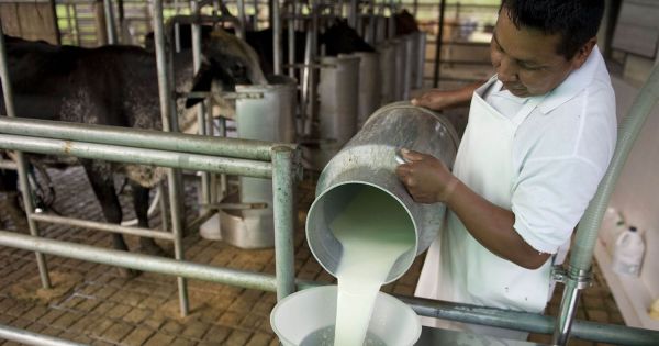 Uruguay: lechería sostenible en la cuenta de Santa Lucía - AgriTotal
