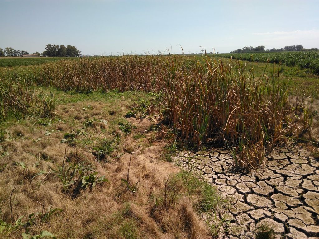 Los países de Sudamérica se unen para combatir la sequía - Agritotal