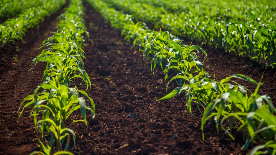 Maiz : estiman crecimiento del área sembrada