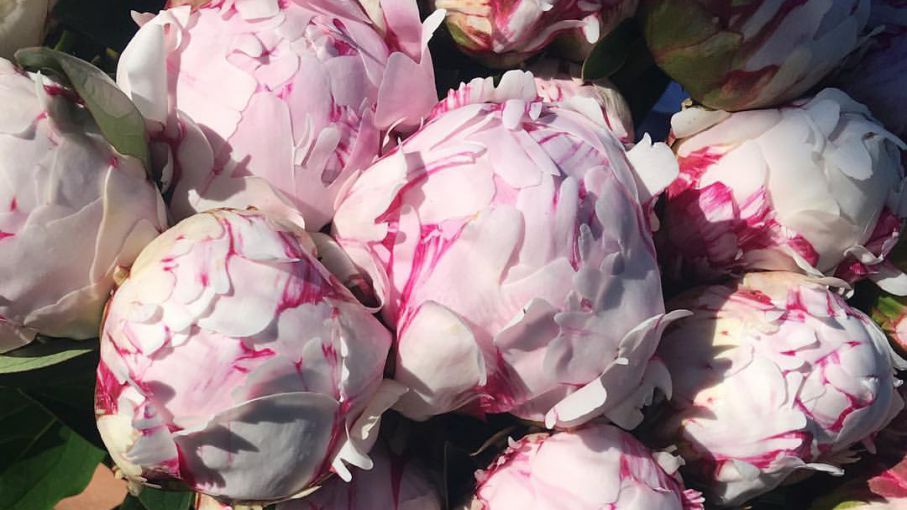 58 Great Envio de flores al exterior desde argentina with Photos Design