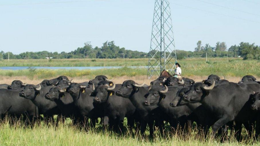 La cría de búfalos en Argentina: una industria en crecimiento