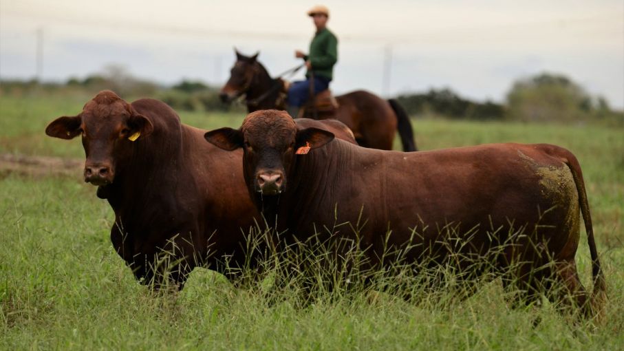 El Problema De La Ganaderia Argentina Es La Falta De Machos Agritotal