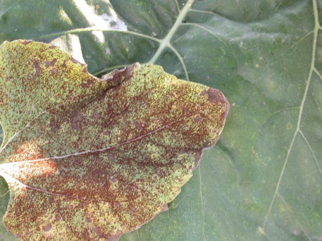 Alternaria helianthi