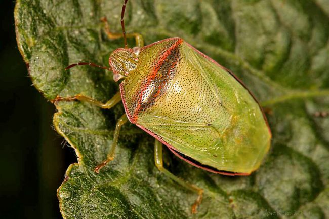 Piezodorus guildinii