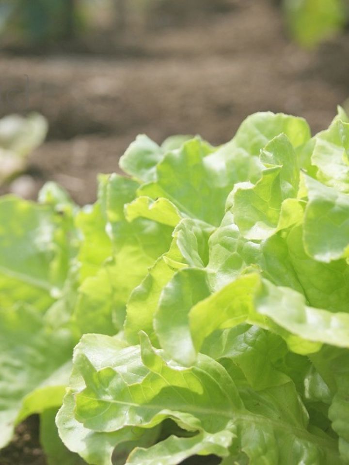Frutas y verduras de color verde, ¿por qué son tan poderosas? - Agritotal, image size:720x960