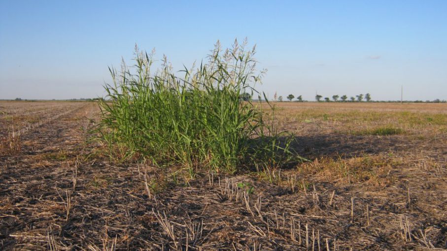 La situación futura es preocupante - Agritotal