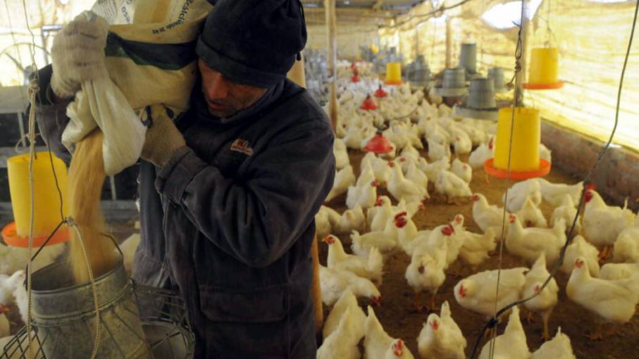 Trabajadores rurales del sector avícola en estado de alerta y movilización