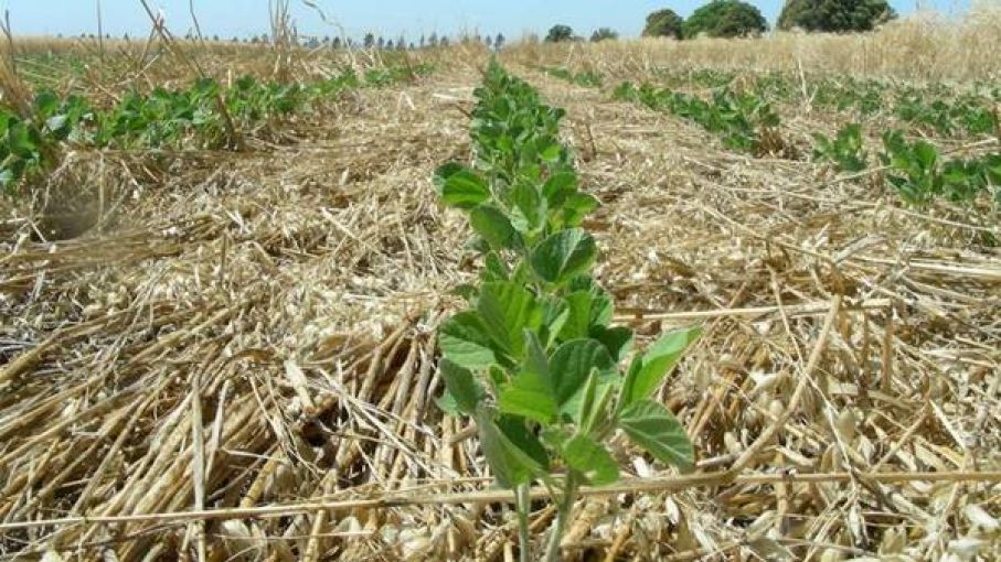 Resultado de imagen de sojas de segunda