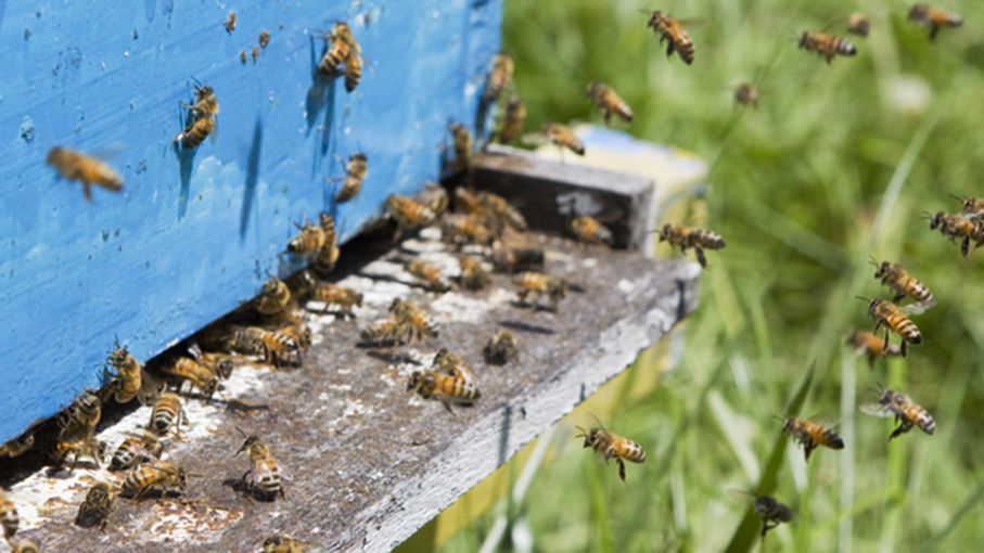 Apicultura: denuncian aparición del Mal del río en colmenas