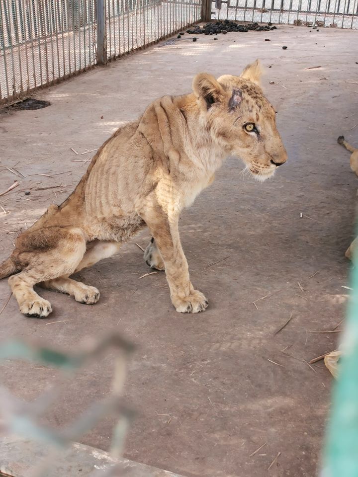 Polémica por el mal estado de leones en un zoo de Sudán - Agritotal