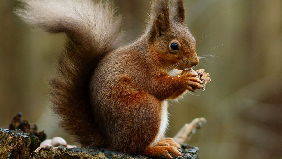 La ardilla de vientre rojo, cada