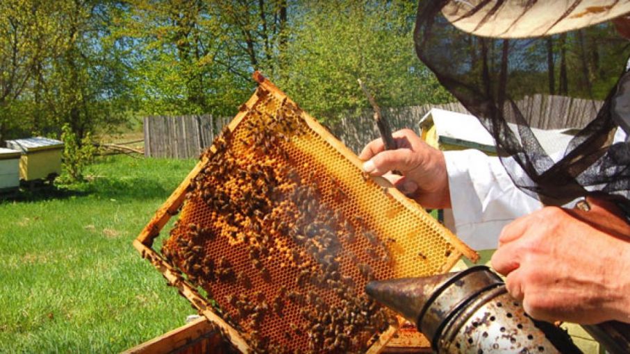 Lanzan la campaña "Más miel todo el año"