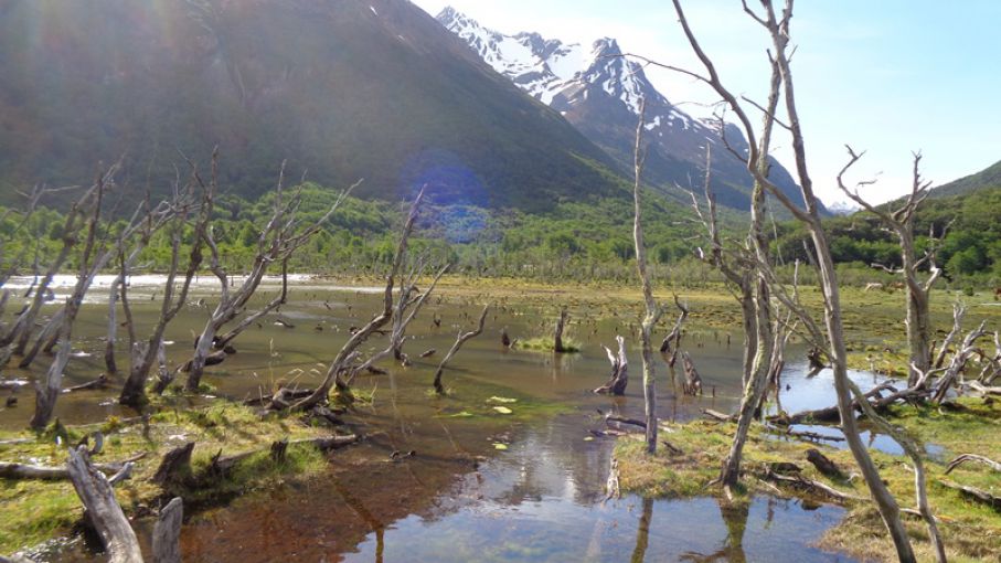 Castores: cómo manejar una plaga que afecta la biodiversidad
