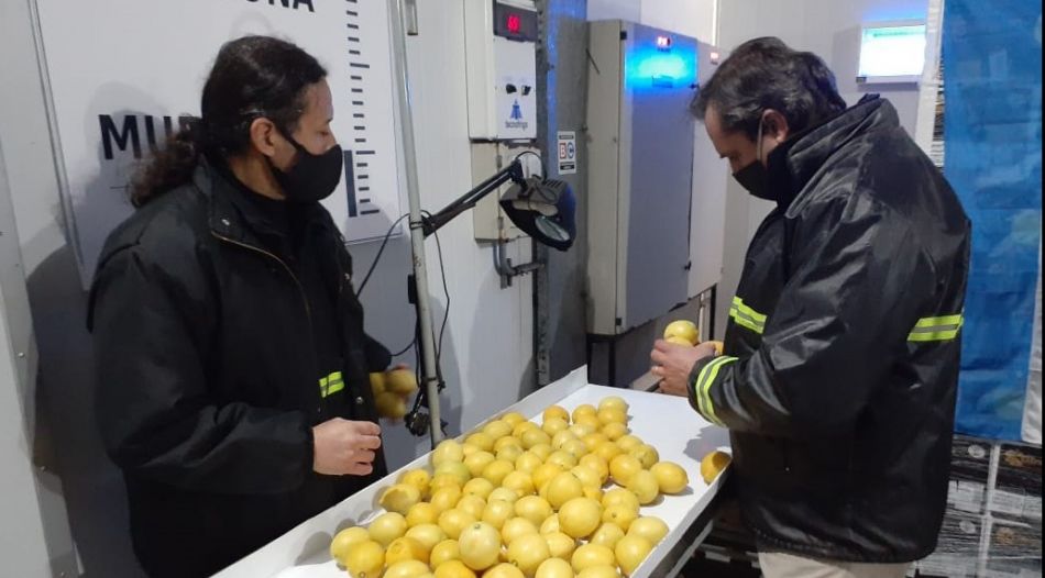Las exportaciones de frutas frescas crecieron un 6 por ciento