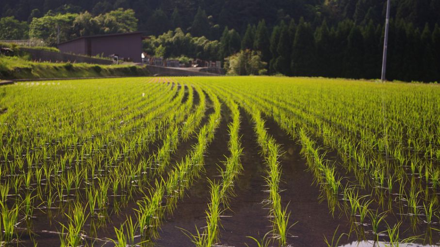 El área maicera entrerriana creció en 2021
